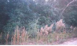 BUILDABLE LOT NEAR THE OCALA NATIONAL FOREST. SELLER IS MOTIVATED - BRING ALL SERIOUS OFFERS! ZONED FOR MANUFACTURED HOME OR SITE BUILT HOME.