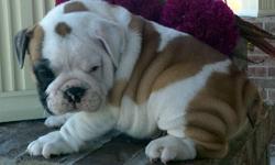 REAID ENGLISH BULLDOG PUPPIES.YOU MUST CONTACT US DIRECTLY FROM OUR WEBSITE www.rocklittlebullies.webs.com/
