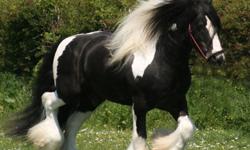 Amazing gypsy filly. Heavy hair, tail dragging the ground. Has shown in halter, took grand champion filly at 2011 LA county draft show. Always in the ribbons. Studding mover, would make a great dressage prospect. Out of Lenny horse lines. Great feet,